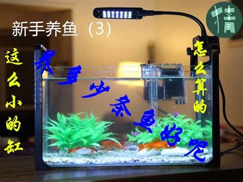 一個魚缸可以養幾隻魚